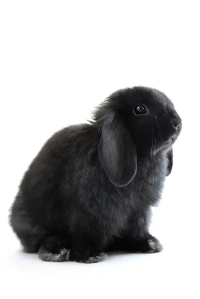黒ホーラン ドロップ白い背景で隔離のバニーウサギ — ストック写真
