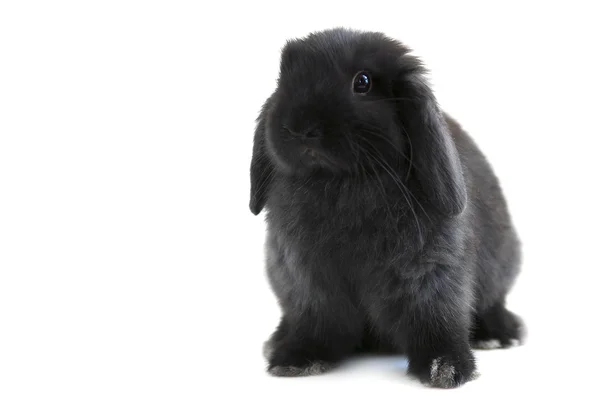 Conejo conejo —  Fotos de Stock
