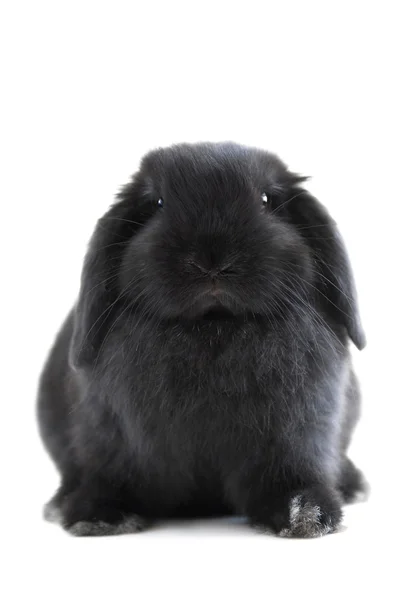 Black Holland Lop Bunny Rabbit Isolated White Background — Stock Photo, Image