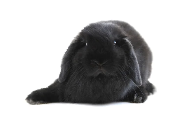 黑色荷兰罗布泊孤立在白色背景上的兔子 — 图库照片