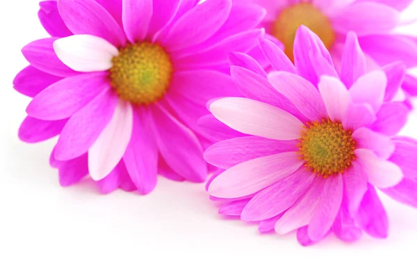 Closeup Pink Flower Blossoms White Background — Stock Photo, Image