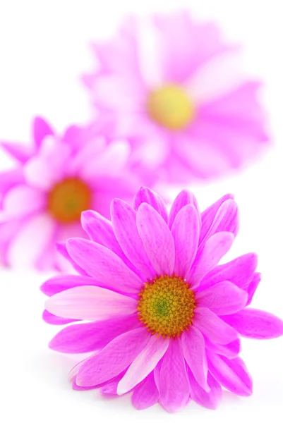 Рожеві квіти — стокове фото