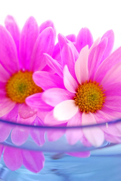 Рожеві Квіти Крупним Планом Плавають Воді — стокове фото