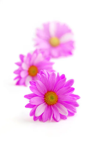 粉色的花在白色背景上关闭 — 图库照片