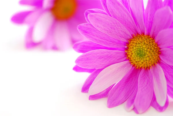 Pink Flowers Close White Background — Stock Photo, Image