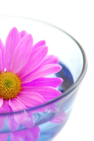 Closeup Pink Flower Blossom Floating Water — Stock Photo, Image