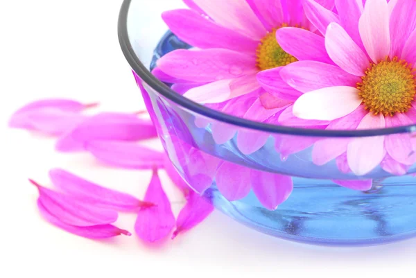 水に浮かぶピンクの花の花のクローズ アップ — ストック写真