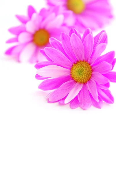 Closeup Pink Flower Blossoms White Background — Stock Photo, Image