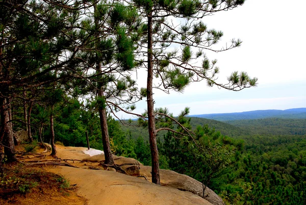 Pines kayalıklarla iz — Stok fotoğraf