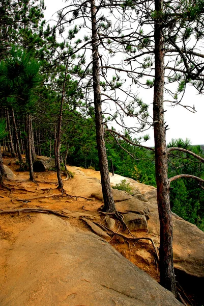 Orman Yolu Üzerinde Pine Cliffs Algonquin Eyalet Parkı Kanada — Stok fotoğraf