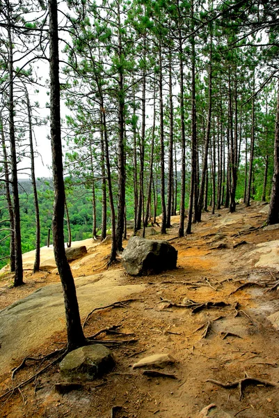 Δάσος Μονοπάτι Πεύκο Βράχια Στο Επαρχιακό Πάρκο Algonquin Στον Καναδά — Φωτογραφία Αρχείου