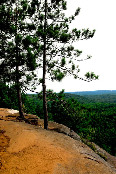 Pines kayalıkları üzerinde — Stok fotoğraf