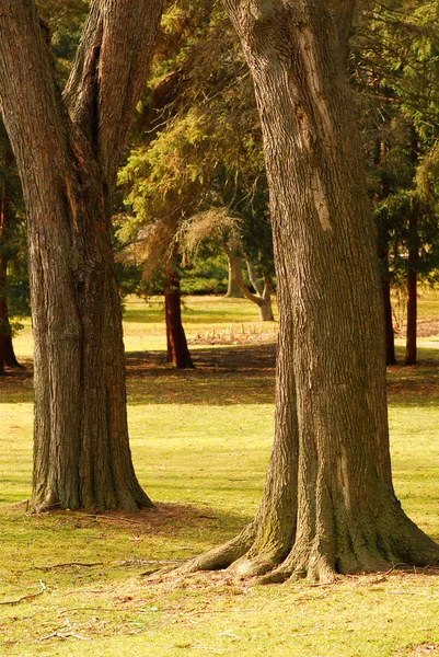 Вид Парк Двумя Большими Старыми Деревьями Переднем Плане — стоковое фото