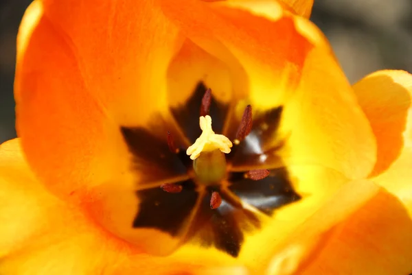Centro Tulipano Primavera Arancione Vivo — Foto Stock