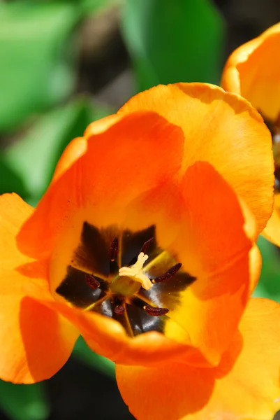 鮮やかなオレンジ色の緑の背景にチューリップがクローズ アップ春します — ストック写真