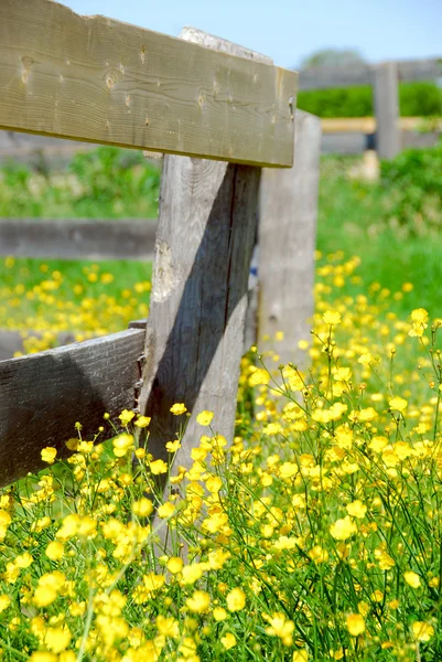 Gele Boterbloemen Groeien Buurt Van Boerderij Hek Een Groene Weide — Stockfoto