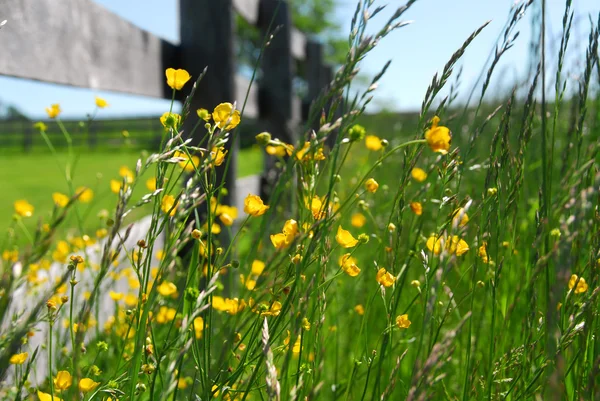 풀밭에 울타리 미나리 — 스톡 사진