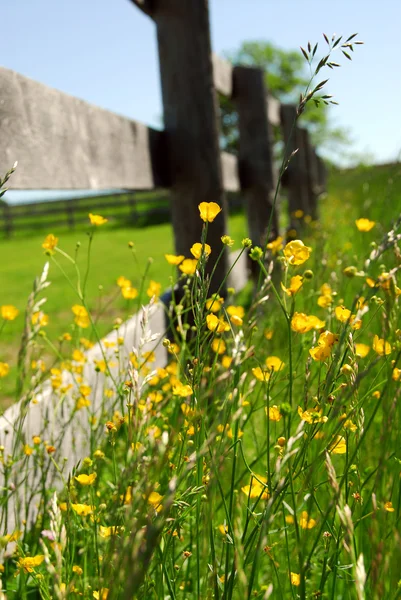 黄色毛茛属植物种植农场栅栏在绿色的草地上 — 图库照片