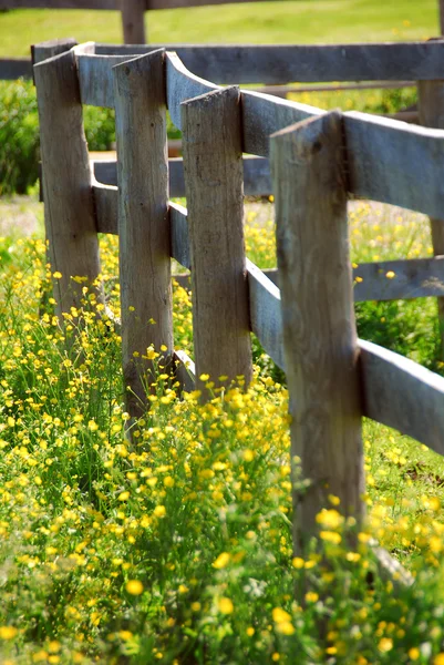Żółty Jaskry Rośnie Pobliżu Farm Ogrodzenia Zielony Łąka — Zdjęcie stockowe