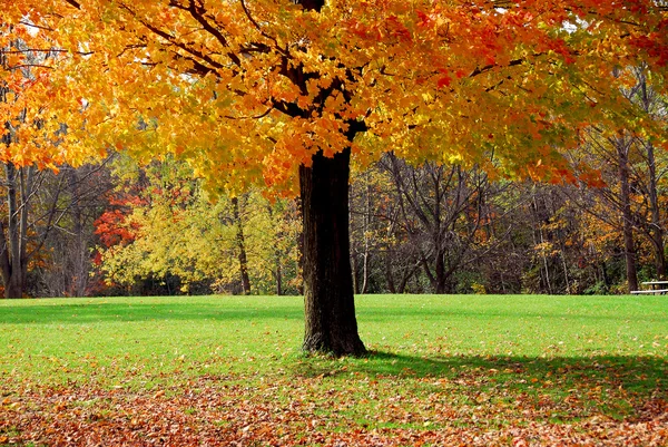 Árvore Bordo Único Com Folhas Queda Coloridas — Fotografia de Stock