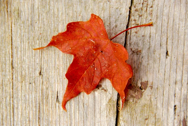 Кленовый лист красный — стоковое фото