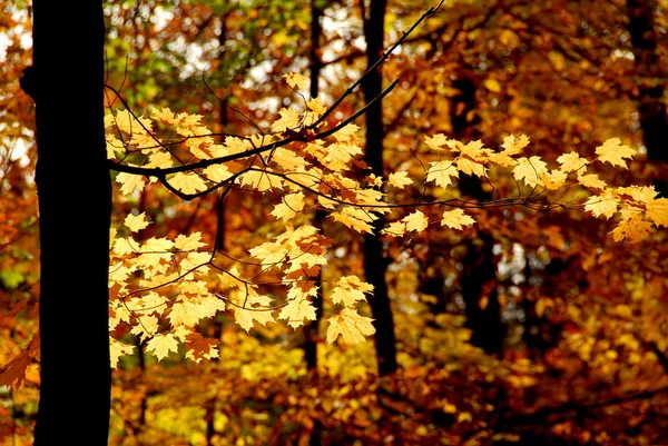 枫叶分支与阳光照射黄色叶子在秋天的森林 — 图库照片