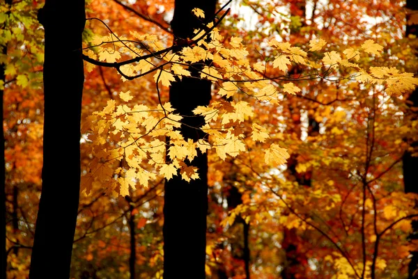 Fall forest — Stock Photo, Image