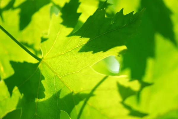 Πράσινο Φόντο Φύλλα Σφενδάμου — Φωτογραφία Αρχείου