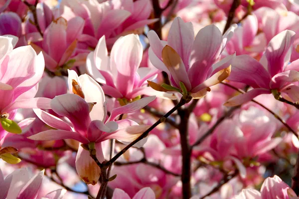 Tło Kwitnące Drzewa Magnolii Duże Różowe Kwiaty — Zdjęcie stockowe
