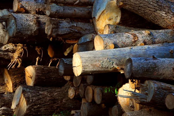 Dřevěné kulatiny — Stock fotografie
