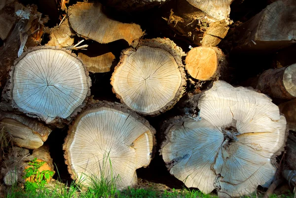 Achtergrond Van Gestapelde Logs Verlicht Door Avondzon — Stockfoto