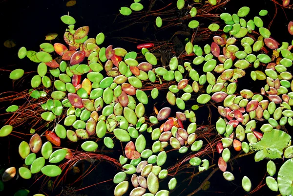 Almohadillas Lily Vista Superior Agua Oscura —  Fotos de Stock