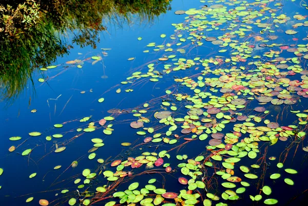 Waterlelies Blauw Water — Stockfoto
