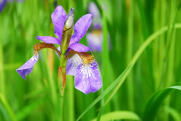 Весной Цветут Прекрасные Фиолетовые Ирисы — стоковое фото