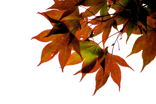 日本のカエデの葉 — ストック写真