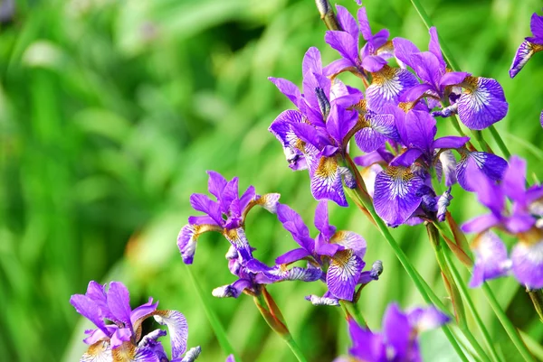 Beaux Iris Violets Fleurissent Printemps — Photo
