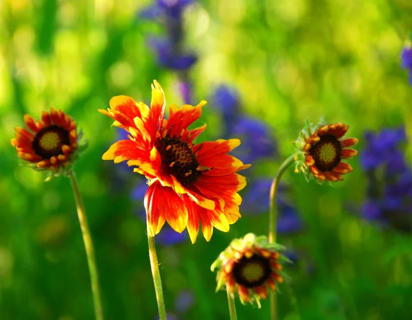 Güneşli Bir Yeşil Çayır Çiçek Açan Çiçekler Hint Battaniye — Stok fotoğraf