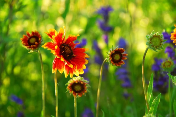 Wildflowers Indiska Filtar Blommar Grön Äng — Stockfoto