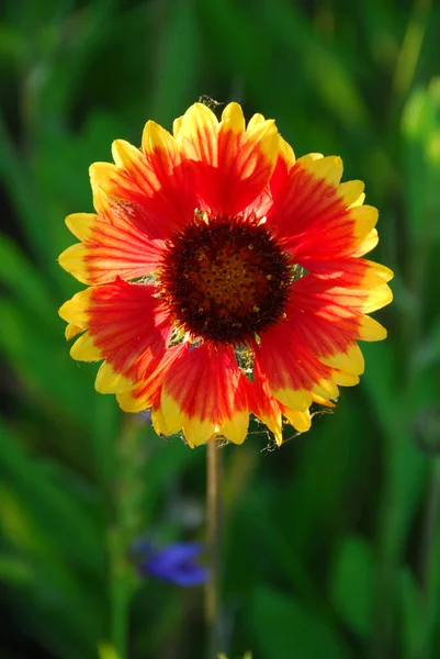 Zbliżenie Dziki Kwiat Indii Koc Podświetlany Przez Późno Popołudniowe Słońce — Zdjęcie stockowe
