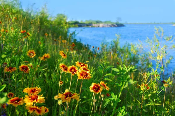 Flores silvestres en la orilla del mar — Foto de Stock