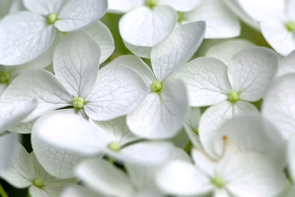 Макро Цветка Гипса Ботанический Фон — стоковое фото