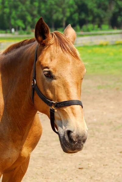 夏の牧場で美しい茶色の馬の肖像画 — ストック写真