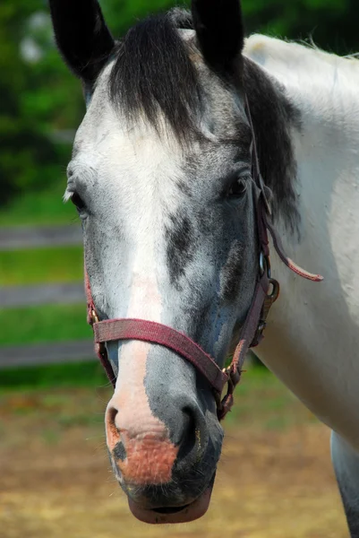 Portrét Krásné Koně Ranči Létě — Stock fotografie