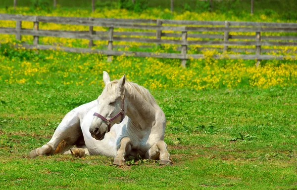 初夏の牧場で休んで白い馬 — ストック写真