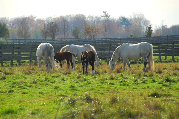 马牧场 上与棕色小马队白色马雷斯 — 图库照片