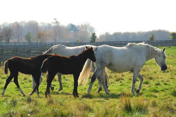 Kahverengi Taylar Ile Beyaz Kısraklarda Atları Bir Çiftlikte — Stok fotoğraf