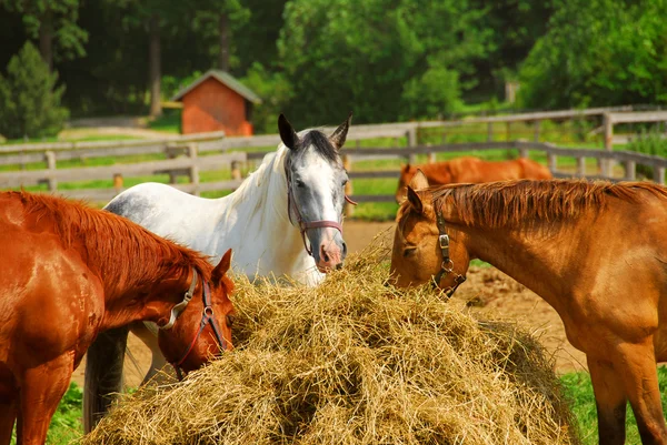 Vários Cavalos Alimentando Degrau Dia Verão Brilhante — Fotografia de Stock