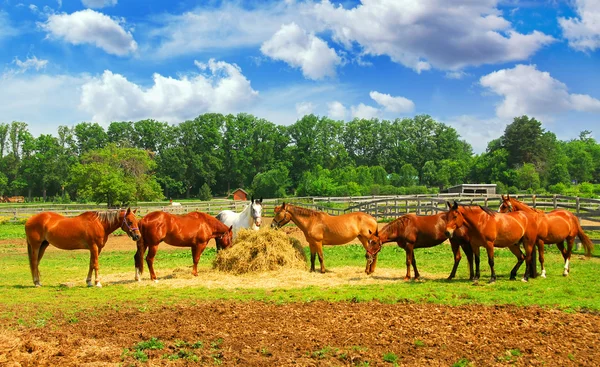 Hästar på ranchen — Stockfoto