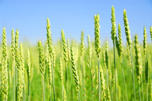 Grünes Junges Getreide Wächst Auf Einem Feld — Stockfoto