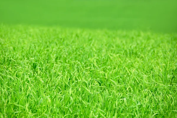 Zemědělská Krajina Pozadí Zelená Pole Mladých Obilné Trávy — Stock fotografie